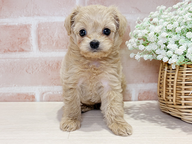 岡山県のチワプー/プーチー(チワワ×プードル) (ペッツファースト倉敷店/2026年2月10日生まれ/女の子/アプリコット)の子犬