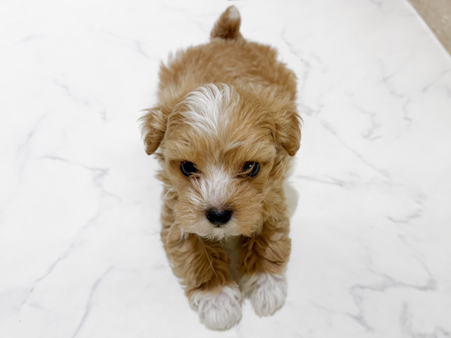 2026年2月10日生まれのチワプー/プーチー(チワワ×プードル)