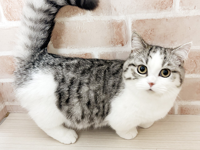 埼玉県のミヌエット (ペッツファースト春日部店/2025年11月2日生まれ/男の子/シルバータビーホワイト)の子猫の1枚目の画像