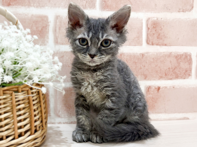 神奈川県のラパーマ (ペッツファーストfor cats横浜元町店/2026年2月6日生まれ/男の子/ブルータビー)の子猫の1枚目の画像