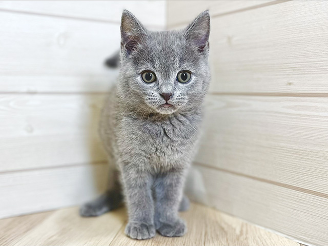 東京都のブリティッシュショートヘアー (ペッツファースト昭島店/2026年2月8日生まれ/男の子/ブルー)の子猫の1枚目の画像