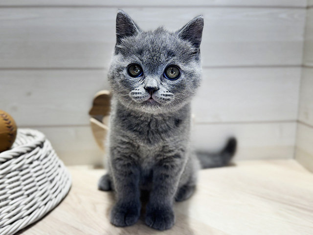 群馬県のブリティッシュショートヘアー (ペッツファースト高崎店/2026年2月8日生まれ/男の子/ブルー)の子猫の1枚目の画像