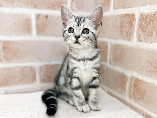 アメリカンショートヘアー