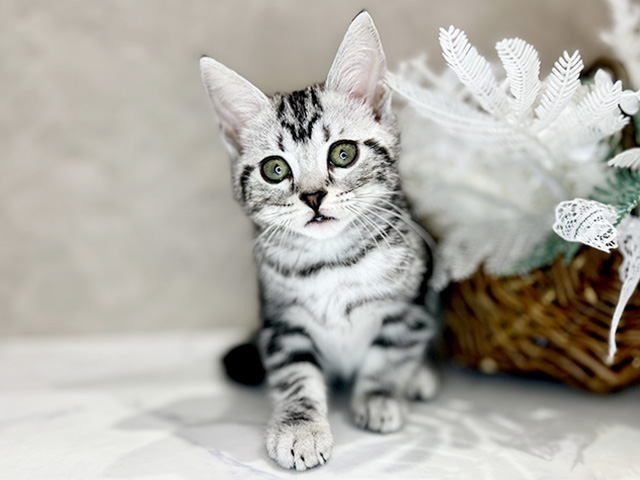 アメリカンショートヘアー