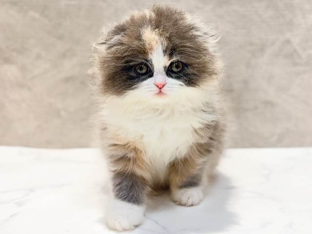 フォールデックス, 性別 女の子, 誕生日 2026/02/07, 毛色 ダイリュートキャリコ, 出身 東京都, 店舗 恵比寿店(東京都), お問い合わせ番号 2600322