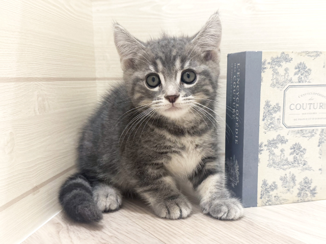 愛知県のマンチカン (ペッツファースト岡崎店/2026年2月6日生まれ/男の子/ブルータビー)の子猫の1枚目の画像