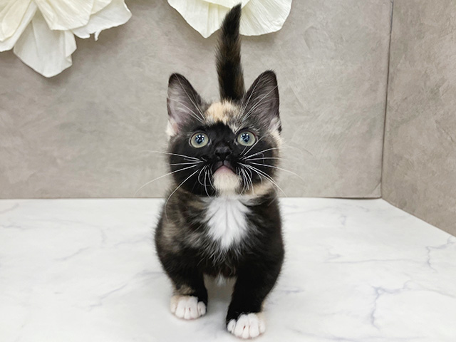 神奈川県のマンチカン (ペッツファースト久里浜店/2026年2月9日生まれ/女の子/トーティーシェルホワイト)の子猫の1枚目の画像