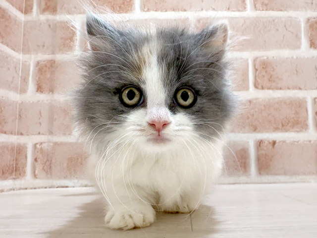 神奈川県のミヌエット (ペッツファーストfor cats横浜元町店/2026年2月8日生まれ/女の子/ダイリュートキャリコ)の子猫の1枚目の画像