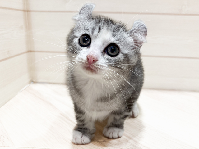 東京都のアメリカンカール (ペッツファースト豊洲店/2026年2月9日生まれ/女の子/シルバータビーホワイト)の子猫の1枚目の画像