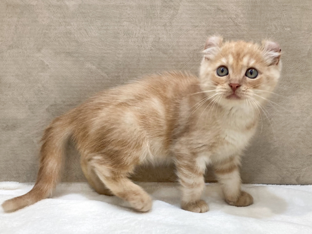 アメリカンカール