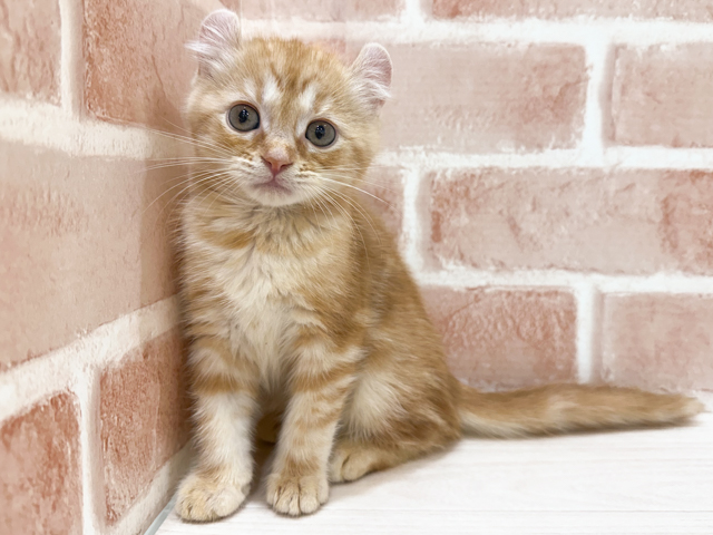 アメリカンカール