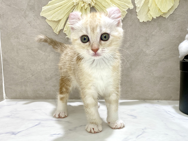 兵庫県のアメリカンカール (ペッツファースト神戸三宮店/2026年2月10日生まれ/女の子/クリームタビーホワイト)の子猫の1枚目の画像