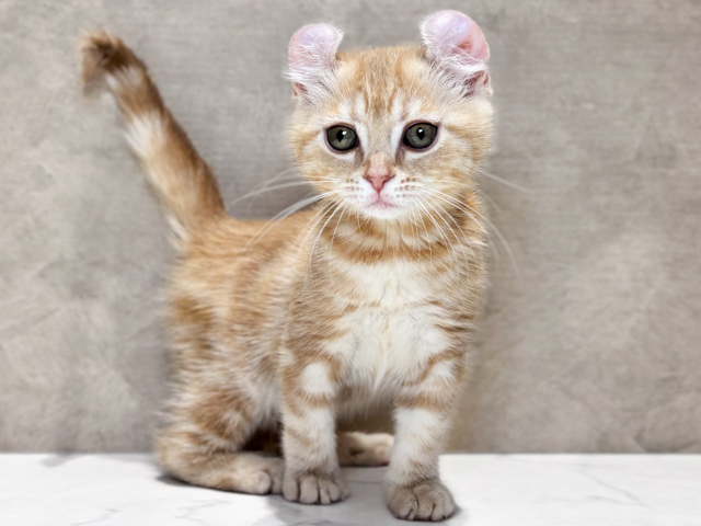 アメリカンカール