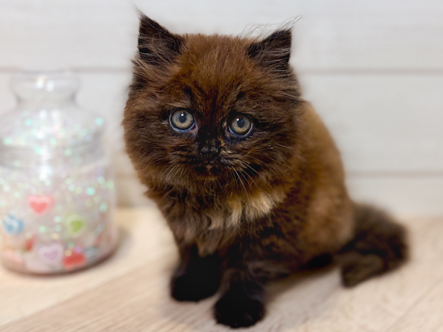 神奈川県のラガマフィン (ペッツファースト川崎店/2026年2月9日生まれ/女の子/チョコレートトーティー)の子猫の1枚目の画像