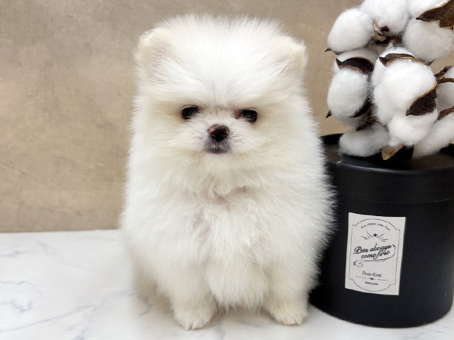 広島県のポメラニアン (ペッツファースト宇品店/2026年2月10日生まれ/女の子/ホワイトクリーム)の子犬の1枚目の画像