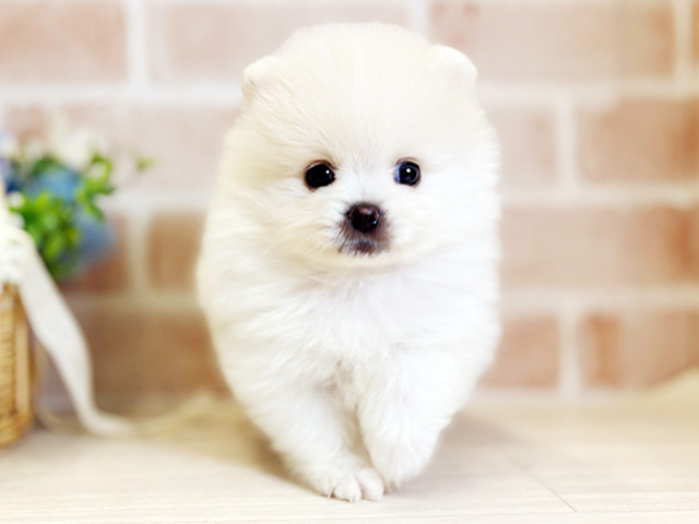 千葉県のポメラニアン (ペッツファースト千葉ニュータウン店/2026年2月11日生まれ/男の子/ホワイトクリーム)の子犬の1枚目の画像