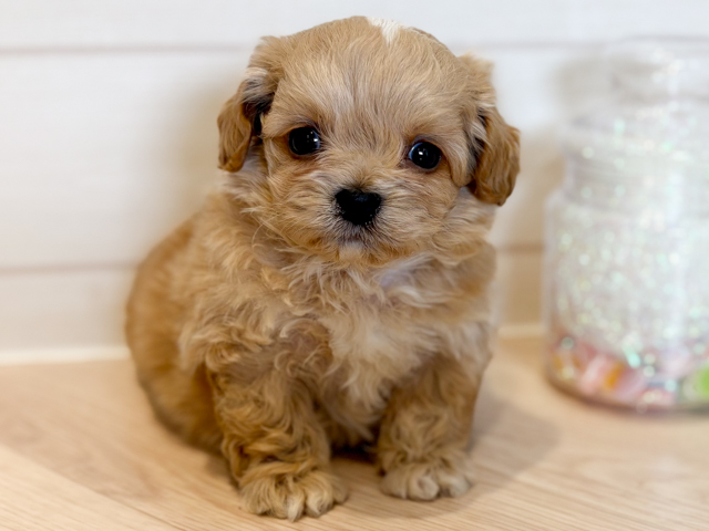 神奈川県のチワプー/プーチー(チワワ×プードル) (ペッツファースト川崎店/2026年2月11日生まれ/男の子/アプリコットホワイト)の子犬