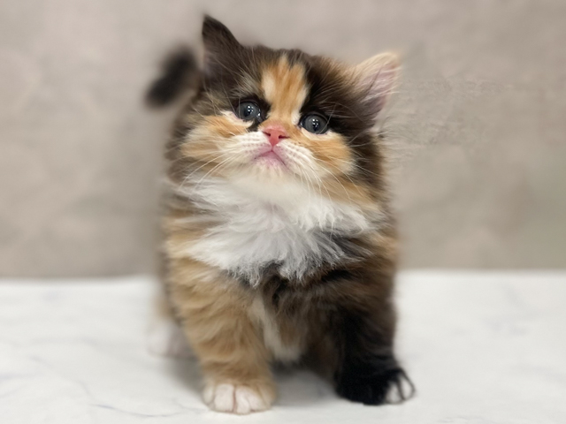 東京都のマンチカン (ペッツファースト池袋店/2026年2月11日生まれ/女の子/キャリコ)の子猫の1枚目の画像