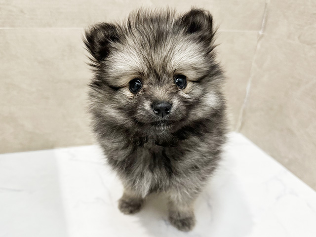 福岡県のポメラニアン (ペッツファースト福津店/2026年2月11日生まれ/女の子/ウルフセーブル)の子犬
