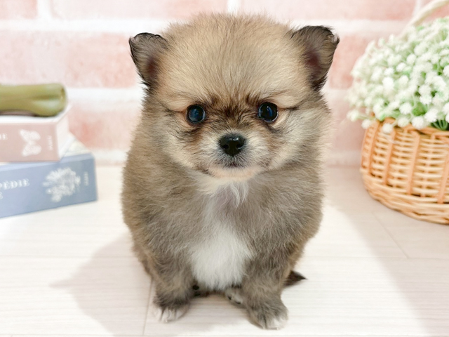 東京都のポメチワ/チワポメ/ポメチー(ポメラニアン×チワワ) (ペッツファースト自由が丘店/2026年2月11日生まれ/女の子/オレンジ)の子犬の1枚目の画像