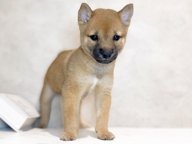 東京都の極小豆柴 (ペッツファースト原宿店/2026年2月10日生まれ/男の子/赤)の子犬の1枚目の画像