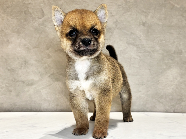 東京都の極小豆柴 (ペッツファースト神楽坂店/2026年2月10日生まれ/男の子/赤)の子犬の1枚目の画像