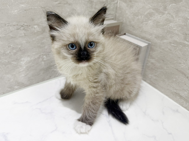 三重県のラグドール (ペッツファースト鈴鹿店/2026年2月11日生まれ/男の子/シールポイントミテッド)の子猫の1枚目の画像