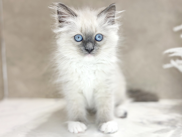 大阪府のラグドール (ペッツファースト茶屋町店/2026年2月11日生まれ/女の子/ブルーポイントミテッド)の子猫の1枚目の画像