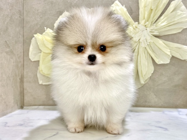 兵庫県のポメラニアン (ペッツファースト神戸三宮センター街店/2026年2月4日生まれ/女の子/パーティーカラー)の子犬