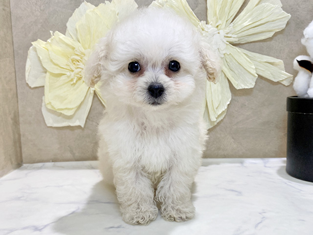 兵庫県のトイプードル(タイニー) (ペッツファースト神戸三宮センター街店/2026年2月9日生まれ/男の子/クリーム)の子犬の1枚目の画像