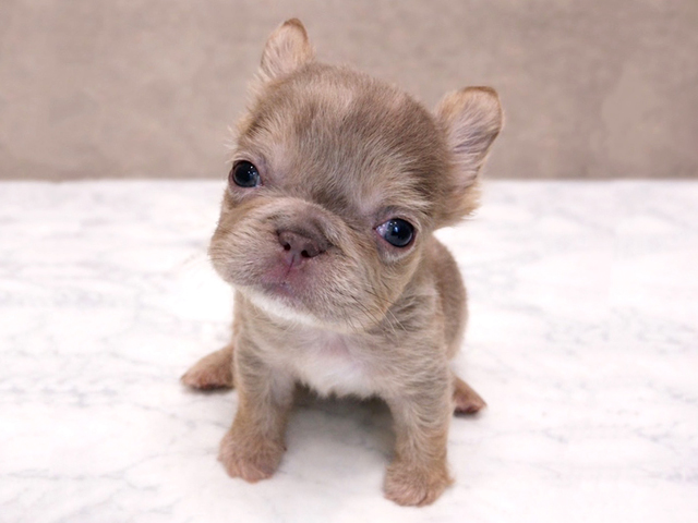 京都府のフレンチブルドッグ (ペッツファースト京都四条河原町店/2026年1月20日生まれ/男の子/イザベラマール)の子犬の1枚目の画像