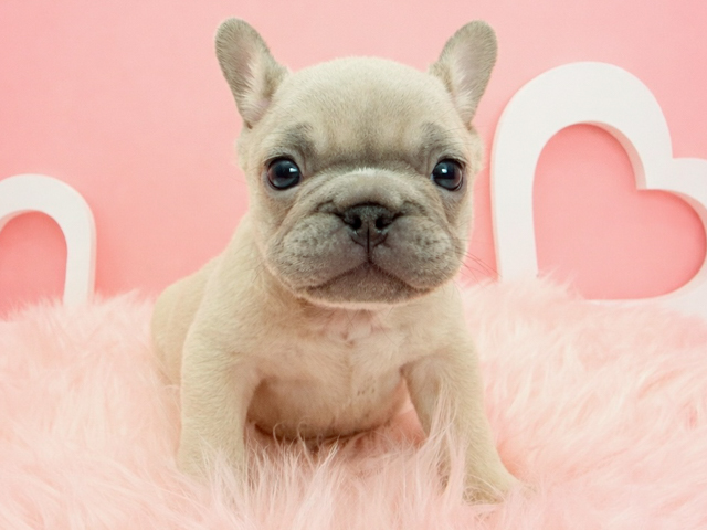 東京都のフレンチブルドッグ (ペッツファースト広尾店/2026年2月11日生まれ/男の子/イザベラフォーン)の子犬
