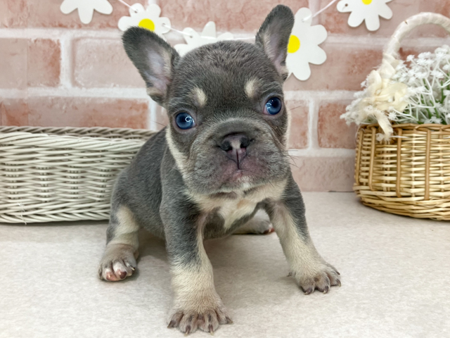 東京都のフレンチブルドッグ (ペッツファーストお台場店/2026年2月10日生まれ/男の子/ライラックタン)の子犬の1枚目の画像