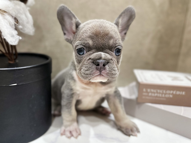 大阪府のフレンチブルドッグ (ペッツファースト難波店/2026年2月11日生まれ/男の子/ライラックタン)の子犬