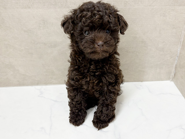 福岡県のトイプードル(トイ) (ペッツファースト福津店/2026年2月11日生まれ/女の子/ブラウン)の子犬