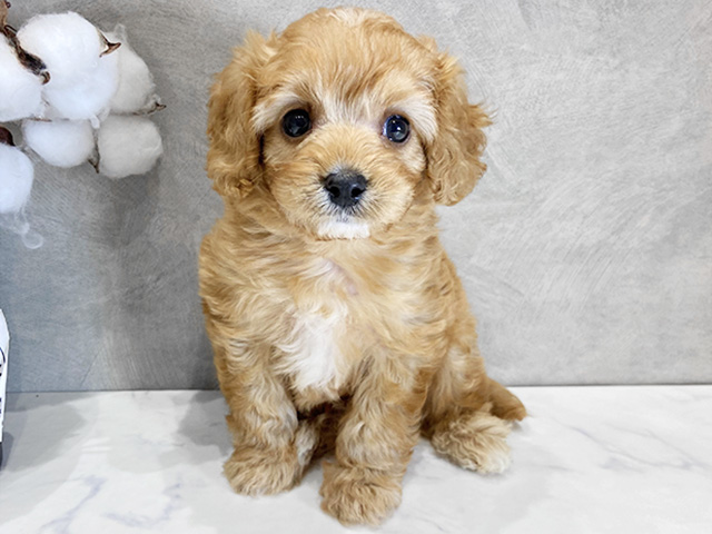愛知県のキャバプー(キャバリア×プードル) (ペッツファースト名古屋栄店/2026年2月11日生まれ/男の子/アプリコットホワイト)の子犬の1枚目の画像