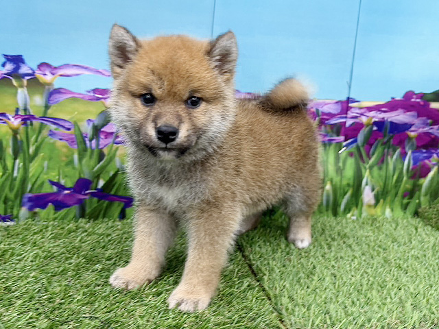 柴犬, 性別 男の子, 誕生日 2026/02/05, 毛色 赤, 出身 茨城県, 店舗 久喜菖蒲店(埼玉県), お問い合わせ番号 200019750