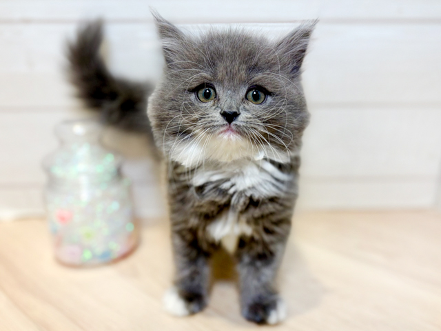 神奈川県のサイベリアン (ペッツファースト川崎店/2026年2月12日生まれ/男の子/ブルーホワイト)の子猫の1枚目の画像