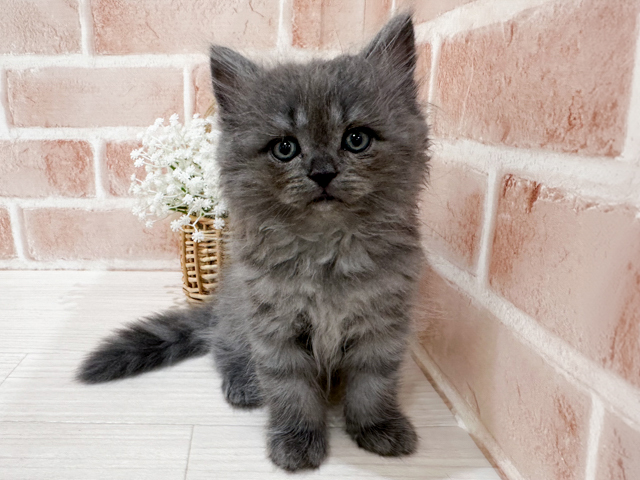 神奈川県のサイベリアン (ペッツファーストfor cats横浜元町店/2026年2月12日生まれ/男の子/ブルータビー)の子猫の1枚目の画像