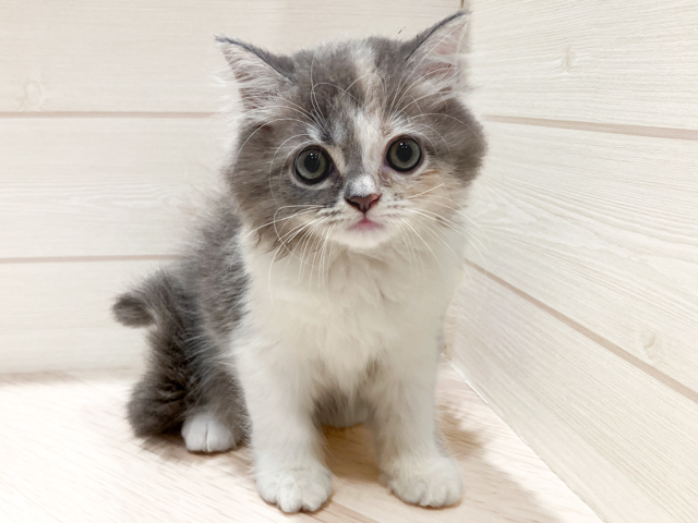 東京都のラガマフィン (ペッツファースト豊洲店/2026年1月29日生まれ/女の子/ダイリュートキャリコ)の子猫の1枚目の画像