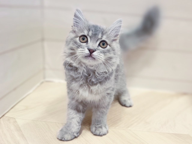 神奈川県のサイベリアン (ペッツファースト川崎店/2026年2月12日生まれ/女の子/ブルータビー)の子猫