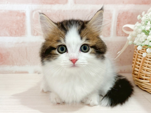 東京都のマンチカン (ペッツファースト自由が丘店/2026年2月12日生まれ/男の子/ブラウンタビーホワイト)の子猫の1枚目の画像