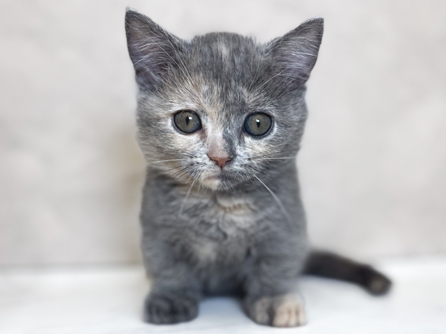 東京都のマンチカン (ペッツファーストららぽーと立川立飛店/2026年2月12日生まれ/女の子/ブルークリーム)の子猫の1枚目の画像