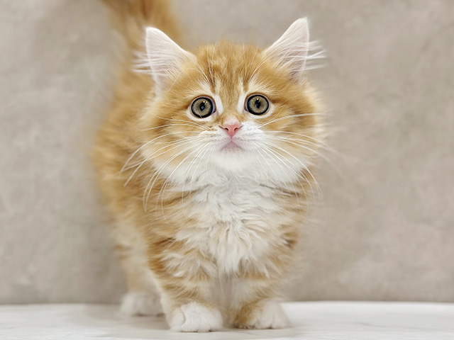 東京都のマンチカン (ペッツファースト新宿店/2026年2月11日生まれ/男の子/レッドタビーホワイト)の子猫の1枚目の画像