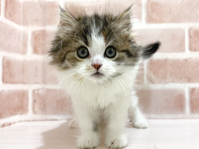 ブリティッシュ