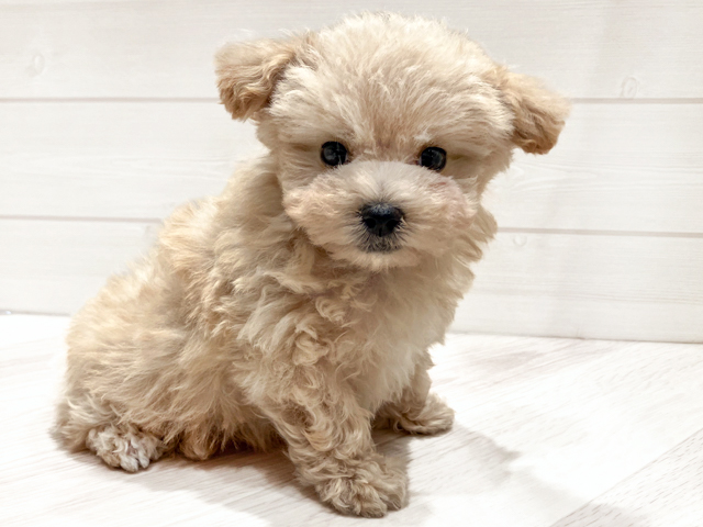 東京都のマルプー(マルチーズ×プードル) (ペッツファースト豊洲店/2026年2月8日生まれ/男の子/アプリコット)の子犬の1枚目の画像