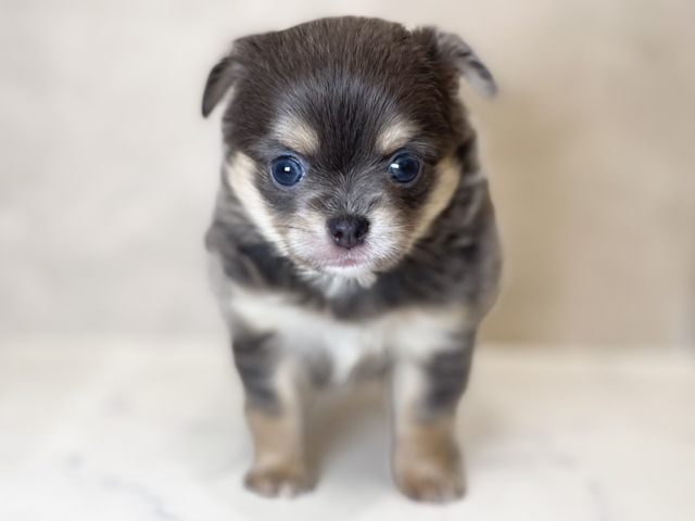 東京都のチワワ(ロング) (ペッツファーストららぽーと立川立飛店/2026年2月12日生まれ/女の子/ブルータン)の子犬の1枚目の画像