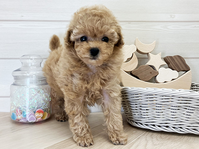 愛知県のトイプードル(タイニー) (ペッツファースト大高店/2026年2月9日生まれ/女の子/アプリコット)の子犬の1枚目の画像