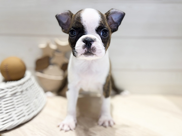 ボストンテリア