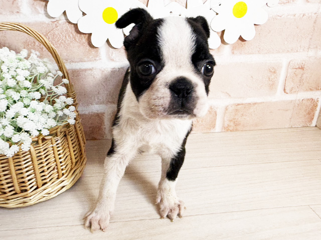 ボストンテリア, 性別 男の子, 誕生日 2026/02/12, 毛色 ボストンカラー, 出身 新潟県, 店舗 富士南店(静岡県), お問い合わせ番号 2620036